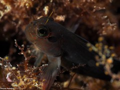 Ophioblennius atlanticus