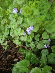 Glechoma hederacea