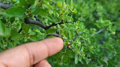 Condalia hookeri
