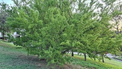 Condalia hookeri