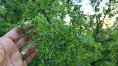 Condalia hookeri