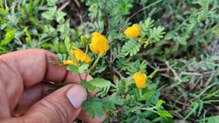 Chamaecrista greggii