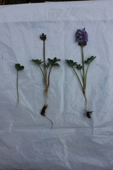 Corydalis pauciflora