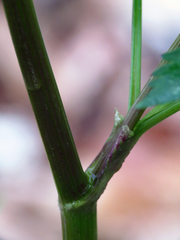 Thaspium barbinode