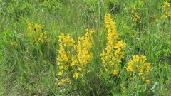 Cytisus procumbens