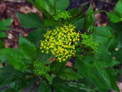 Thaspium barbinode