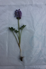 Corydalis pauciflora