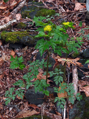 Thaspium barbinode