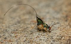 Apocrypta longitarsus