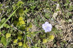 Linum nervosum