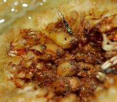 Apocrypta longitarsus