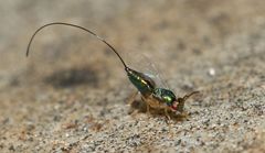 Apocrypta longitarsus