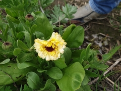 Calendula officinalis