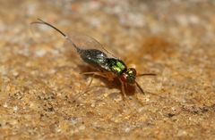 Apocrypta longitarsus