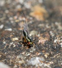 Apocrypta longitarsus