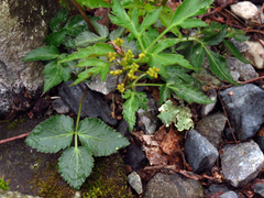 Zizia trifoliata