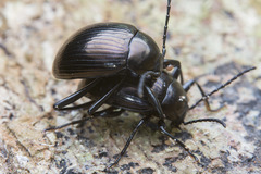 Amarygmus