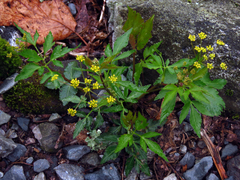 Zizia trifoliata