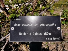 Rosa omeiensis