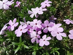 Phlox douglasii