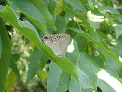 Satyrium formosanum