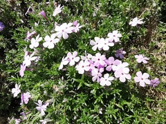 Phlox douglasii