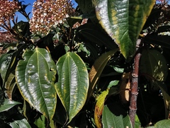 Viburnum cinnamomifolium