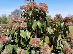 Viburnum cinnamomifolium