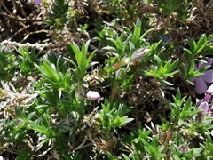 Phlox douglasii