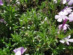Phlox douglasii