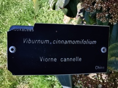 Viburnum cinnamomifolium