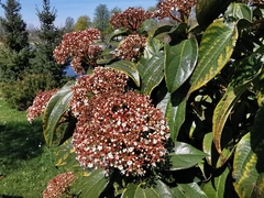 Viburnum cinnamomifolium