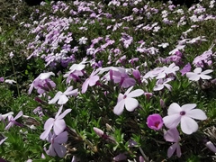 Phlox douglasii