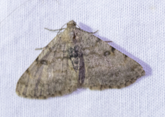 Digrammia gnophosaria