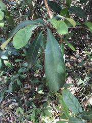 Psychotria asiatica