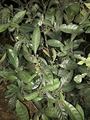 Psychotria asiatica