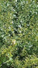 Scrophularia libanotica