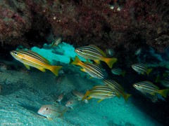 Parapristipoma octolineatum