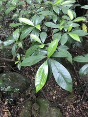 Psychotria asiatica