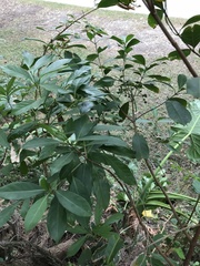Psychotria asiatica