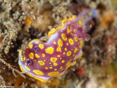 Felimida luteopunctata