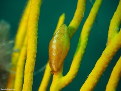 Simnia spelta