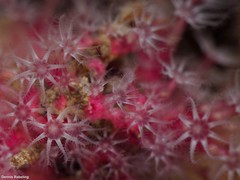 Alcyonium coralloides