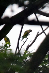 Psittacula alexandri