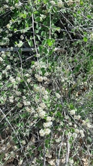 Cotoneaster nummularius