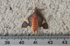 Trichromia flavoroseus