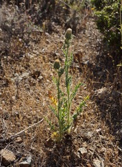 Cirsium cymosum