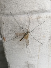 Nephrotoma appendiculata