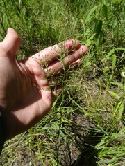 Lechea intermedia intermedia