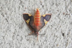 Trichromia flavoroseus